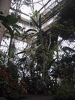 植物園の中