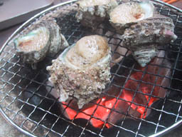 サザエ